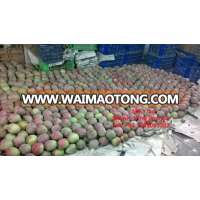 Fresh Australia Mango Australia - Competitive price